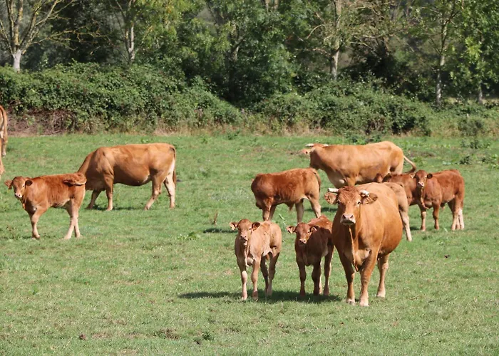 Pet Friendly, Spacious On The Courtomer Estate, Normandy *